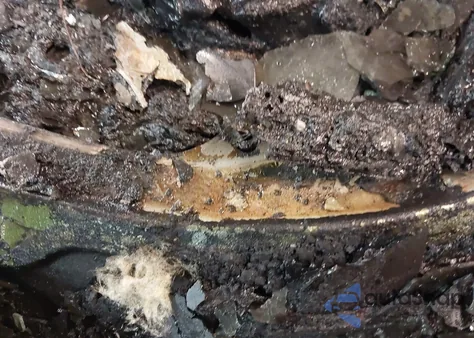 2011 Mazda Mx-5 Miata Special Edition z USA, uszkodzony, nr VIN JM1NC2PF1B0216803